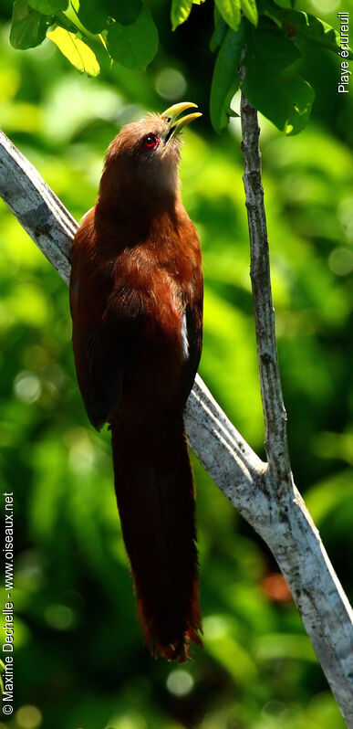 Piaye écureuil, identification