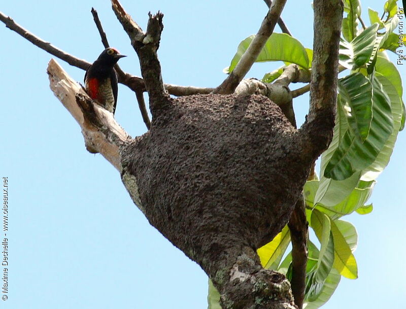 Yellow-tufted Woodpecker