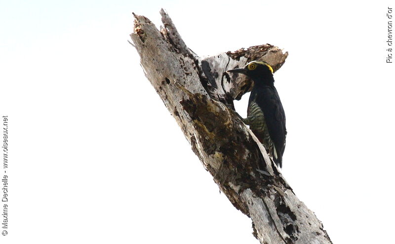 Yellow-tufted Woodpecker, identification