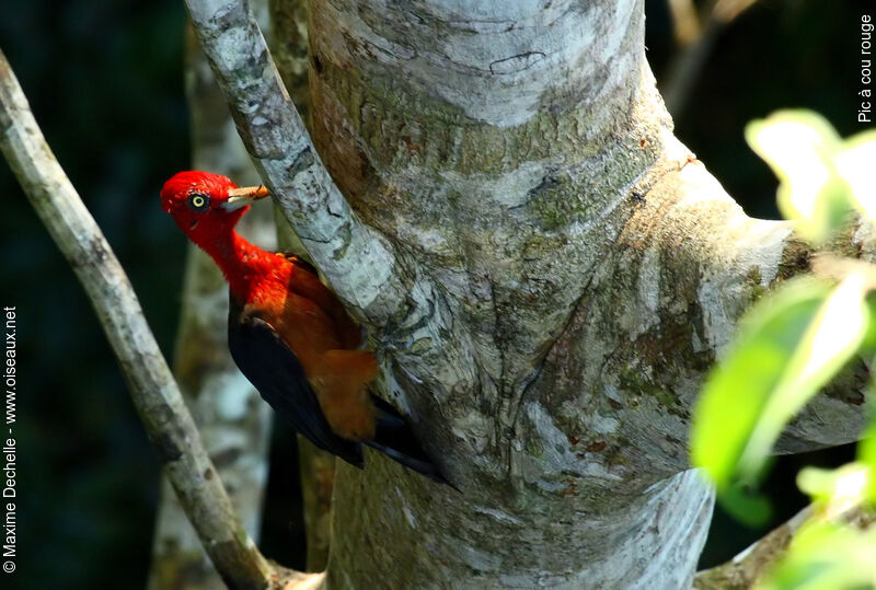 Pic à cou rouge mâle adulte, identification