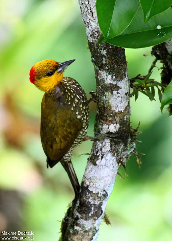 Yellow-throated Woodpecker female adult, identification