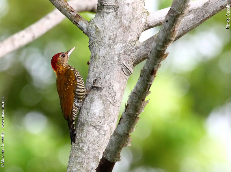 Golden-collared Woodpecker