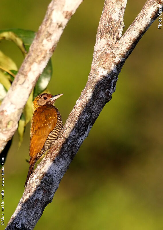 Pic de Cassin femelle adulte, identification