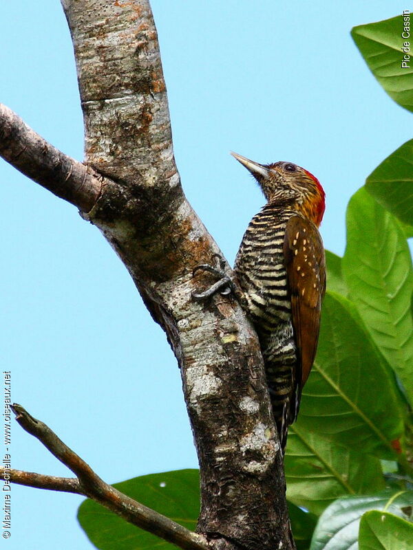 Golden-collared Woodpecker