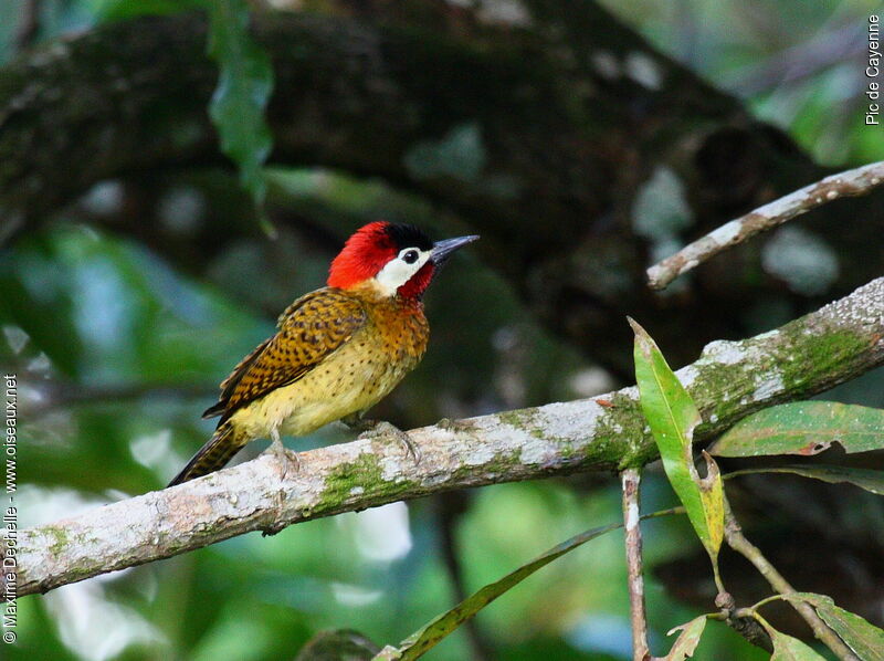 Spot-breasted Woodpecker male adult, identification