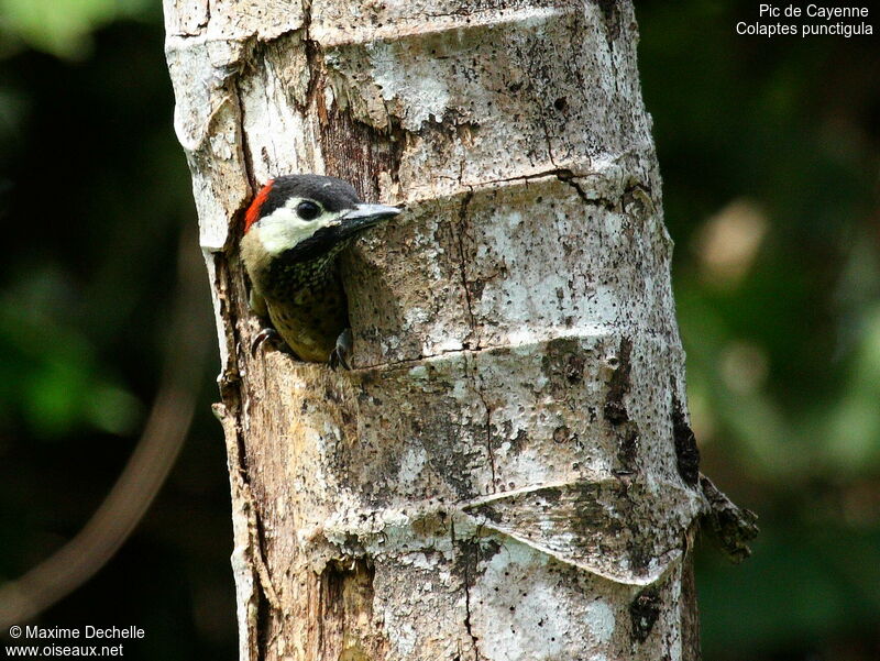 Spot-breasted Woodpeckerimmature, Reproduction-nesting