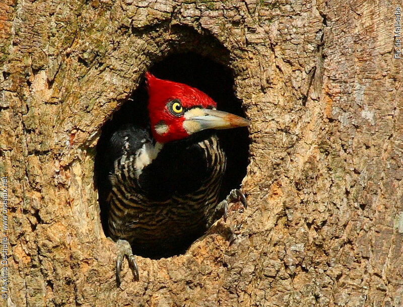 Crimson-crested Woodpecker male adult, identification, Reproduction-nesting