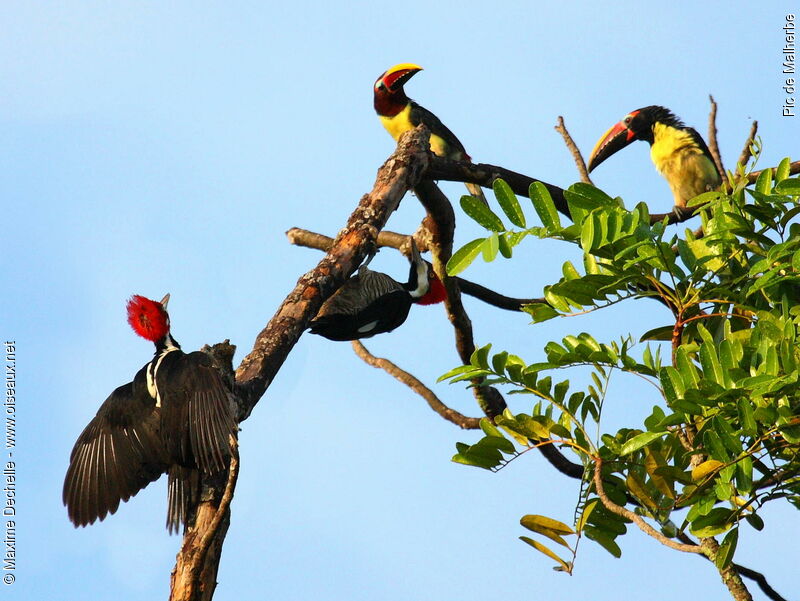 Crimson-crested Woodpecker adult