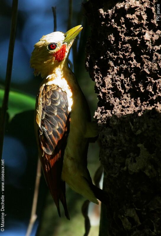 Cream-colored Woodpecker male adult, identification, feeding habits