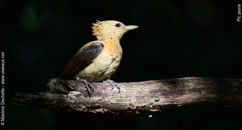 Pic jaune femelle adulte, identification