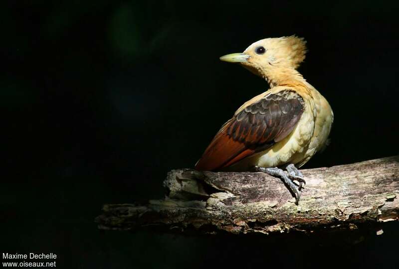 Cream-colored Woodpecker female adult, close-up portrait