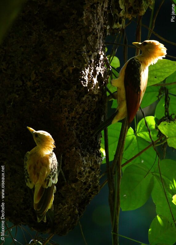 Cream-colored Woodpecker female adult, feeding habits