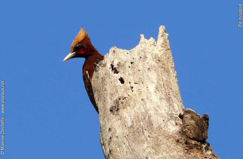 Chestnut Woodpecker male adult