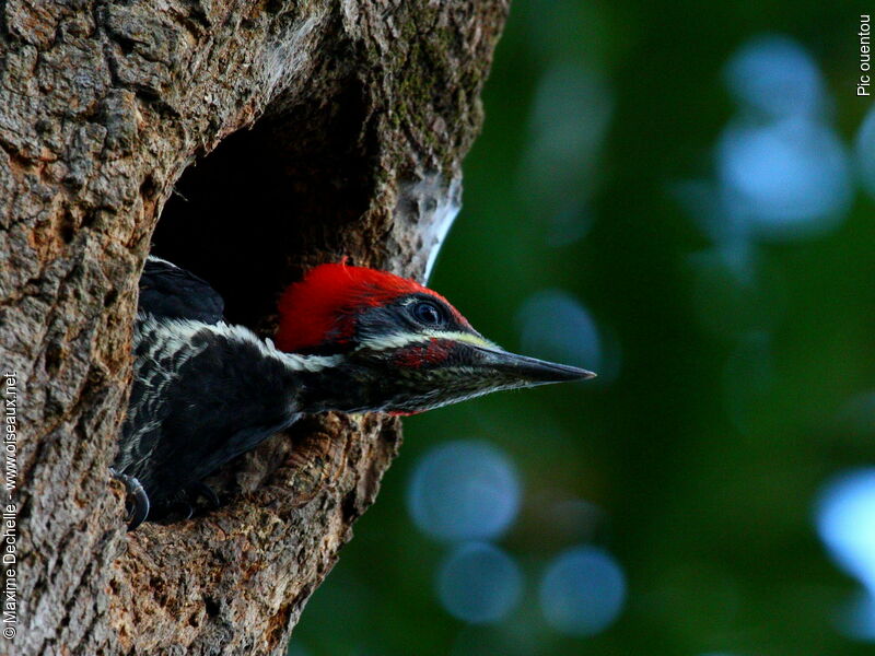 Pic ouentou mâle immature, identification