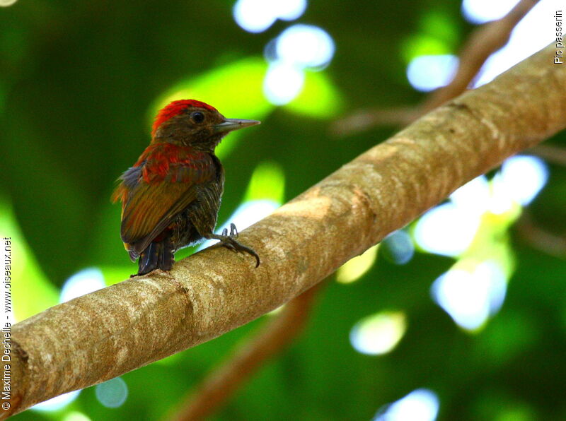 Little Woodpecker