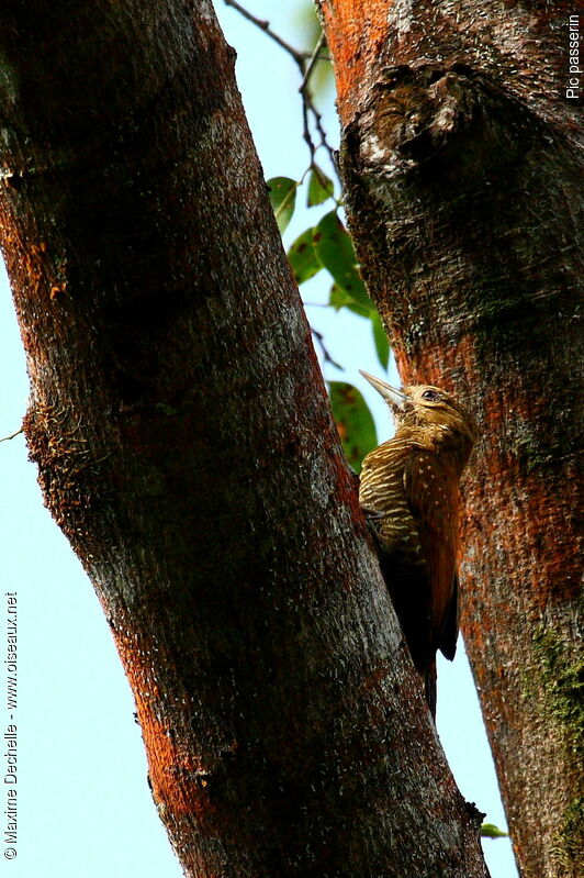 Little Woodpecker