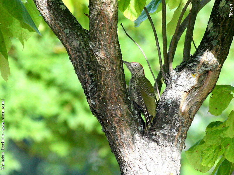 European Green Woodpecker