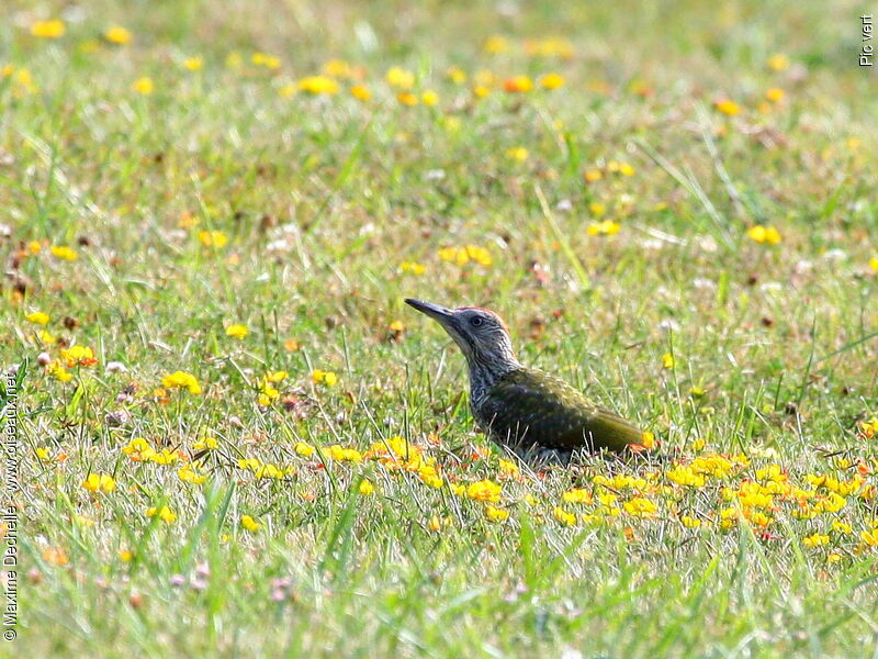 European Green Woodpecker