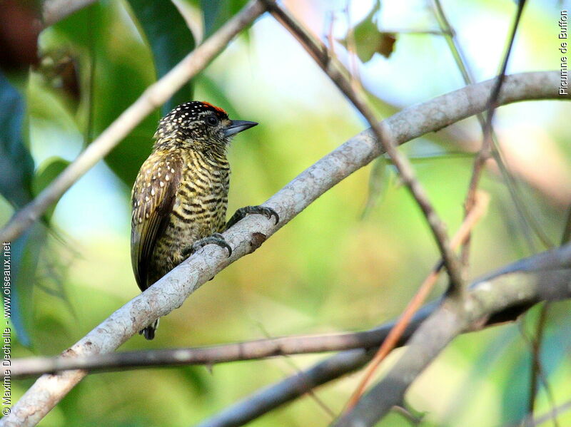 Golden-spangled Piculet male adult