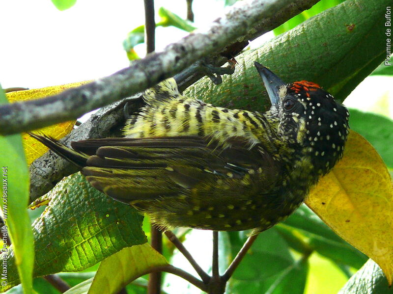 Golden-spangled Piculet male adult