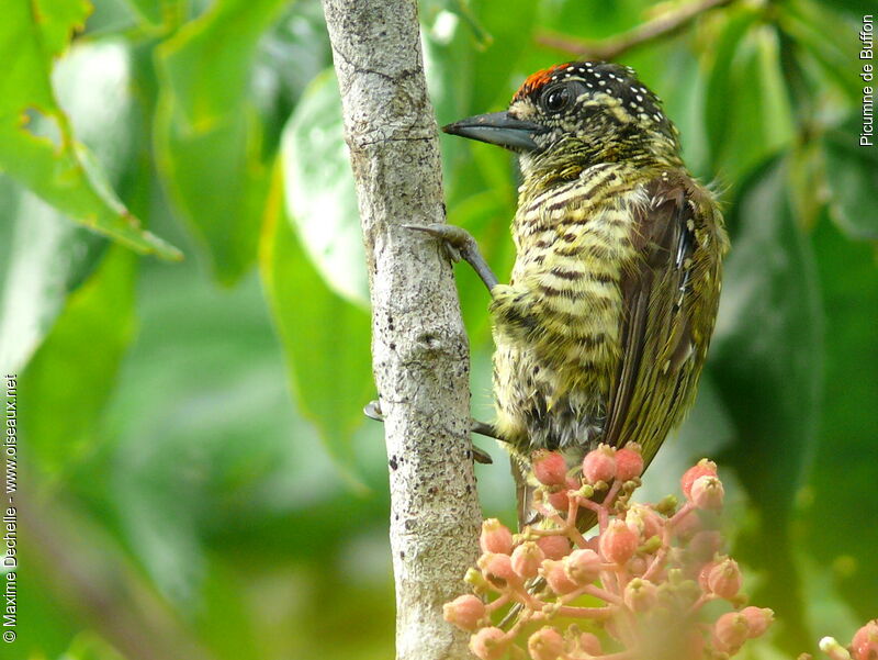 Golden-spangled Piculet male adult