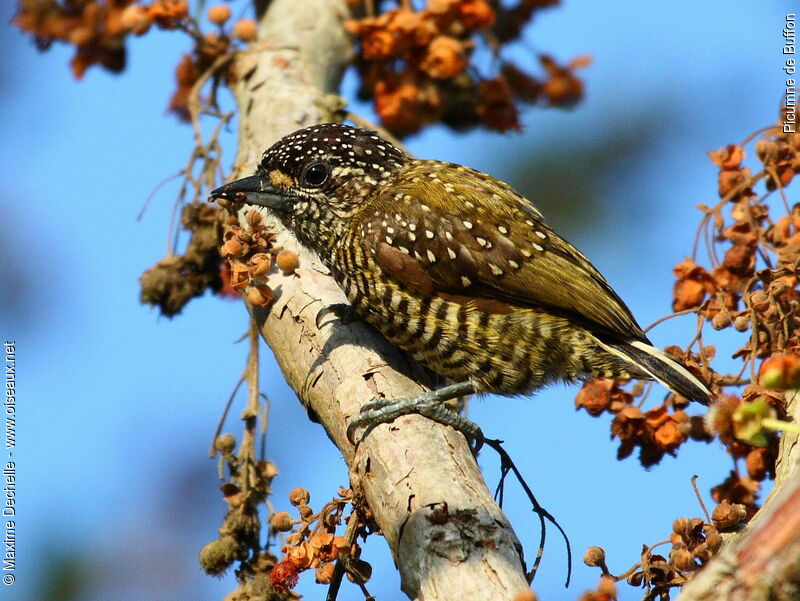 Golden-spangled Piculet female adult