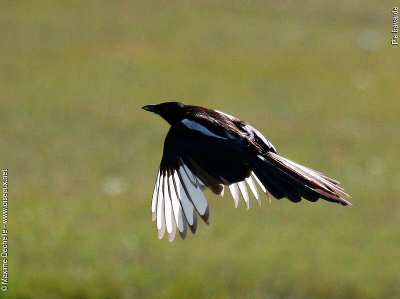 Eurasian Magpie