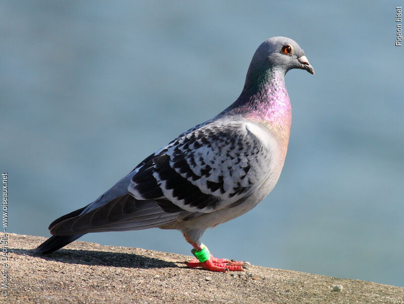 Rock Dove