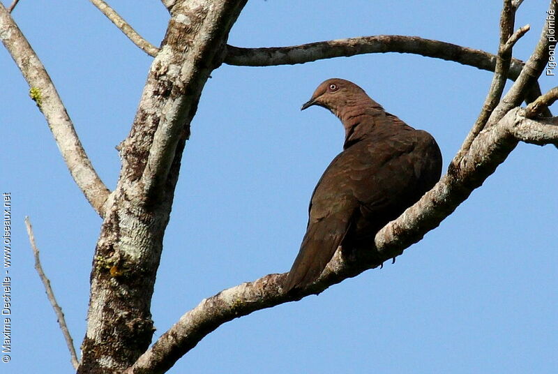 Plumbeous Pigeon