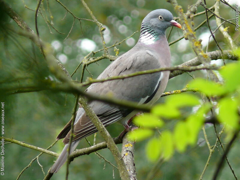 Pigeon ramier