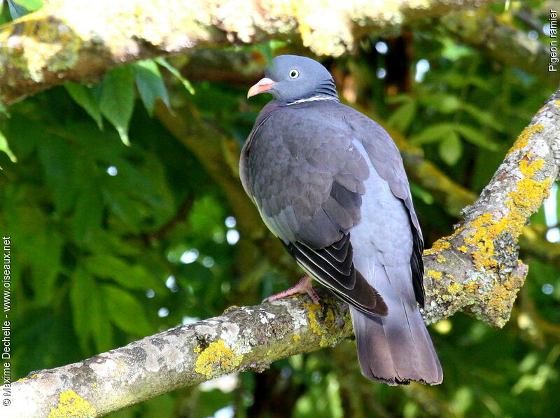 Common Wood Pigeon