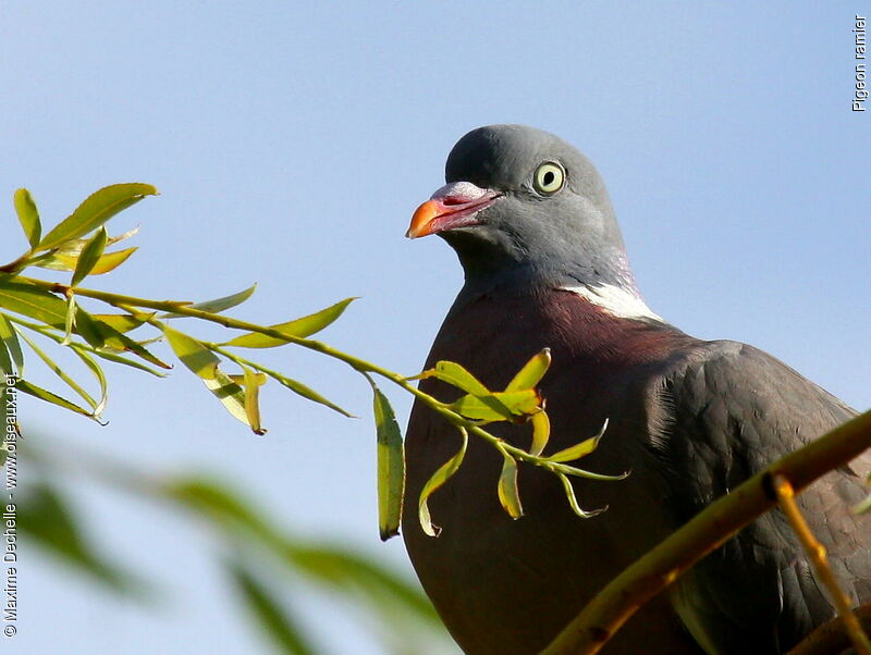 Pigeon ramier