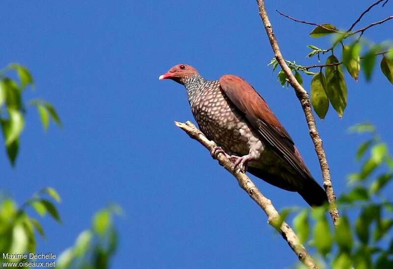 Pigeon ramiretadulte, identification