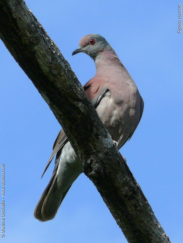 Pigeon rousset