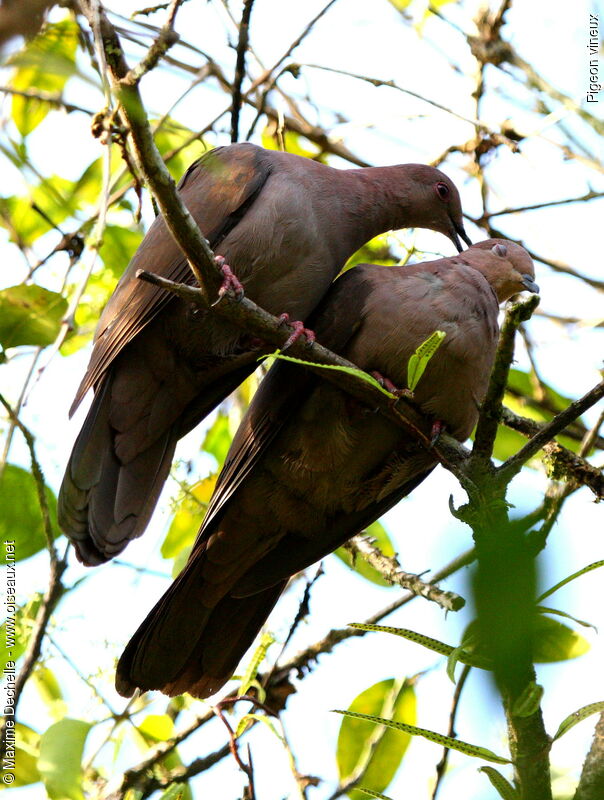 Ruddy Pigeon adult, Behaviour