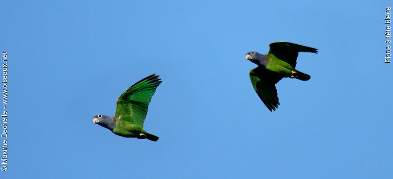 Blue-headed Parrot, Flight