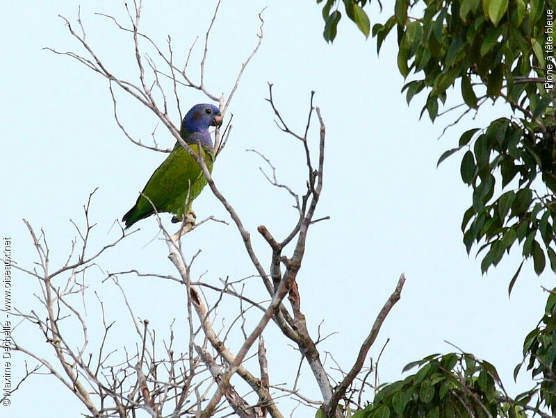 Blue-headed Parrot