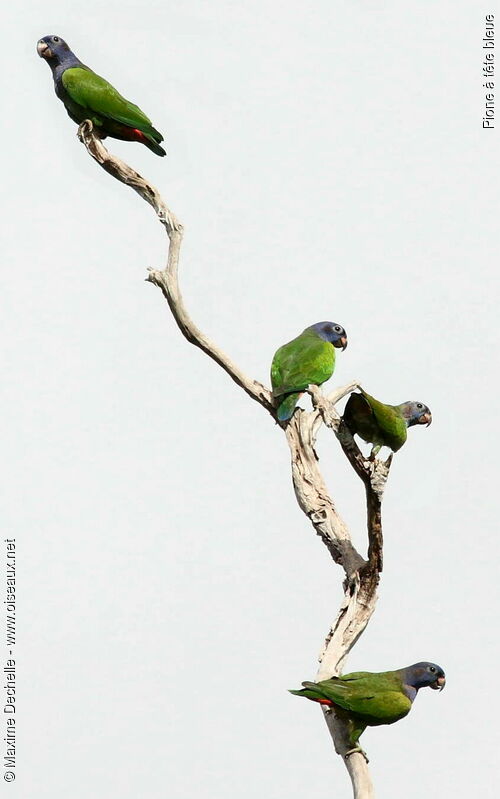 Blue-headed Parrot, identification