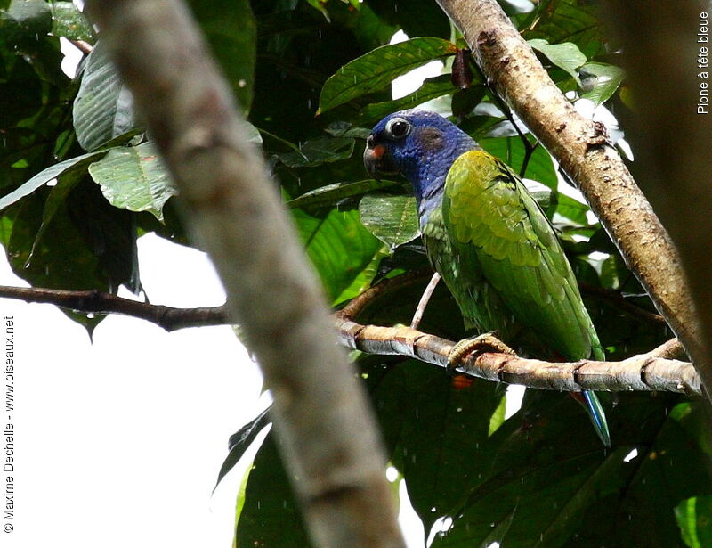 Blue-headed Parrot, identification