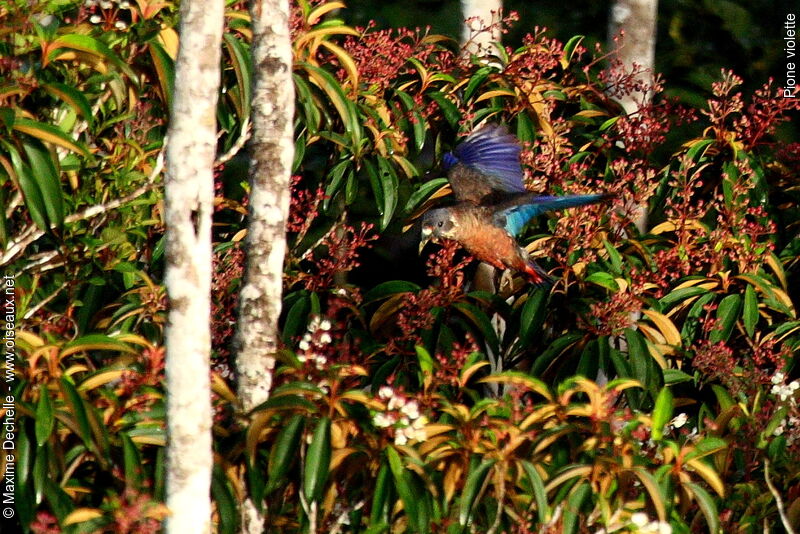 Dusky Parrot, Flight