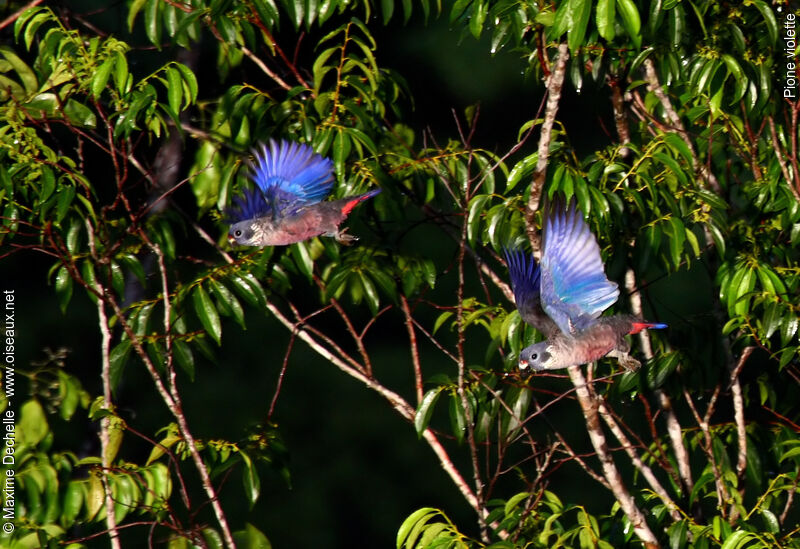 Dusky Parrotadult, Flight