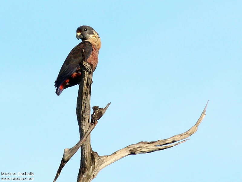 Dusky Parrot, identification