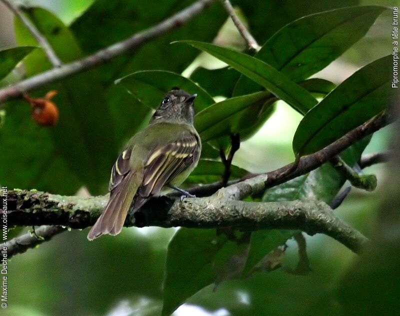 Sepia-capped Flycatcher