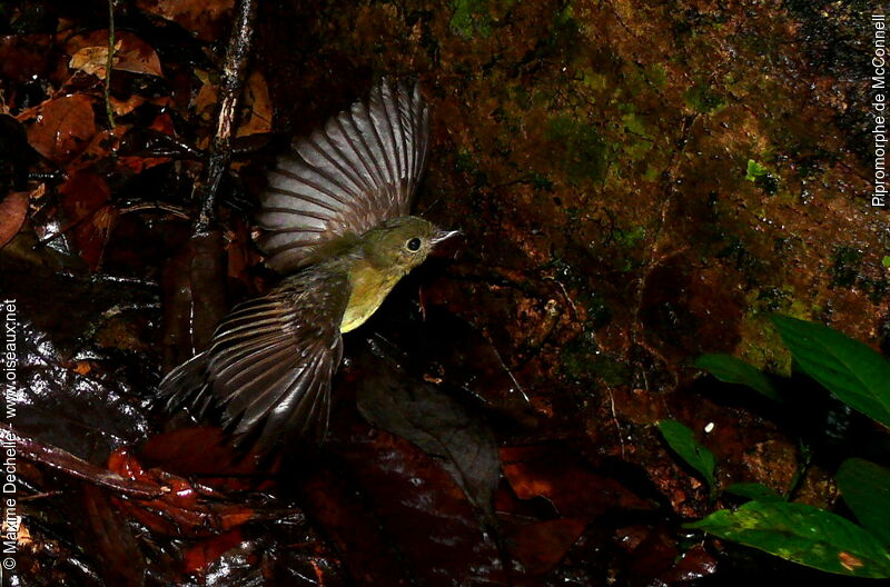 McConnell's Flycatcher, Flight