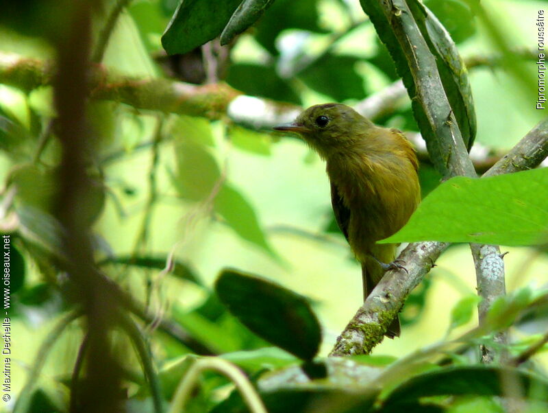 Ochre-bellied Flycatcher