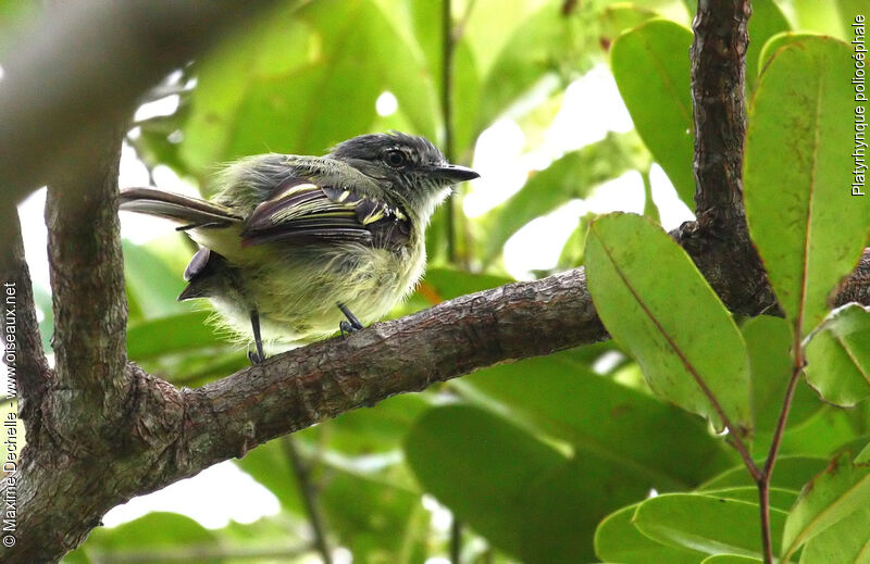 Grey-crowned Flatbill, identification