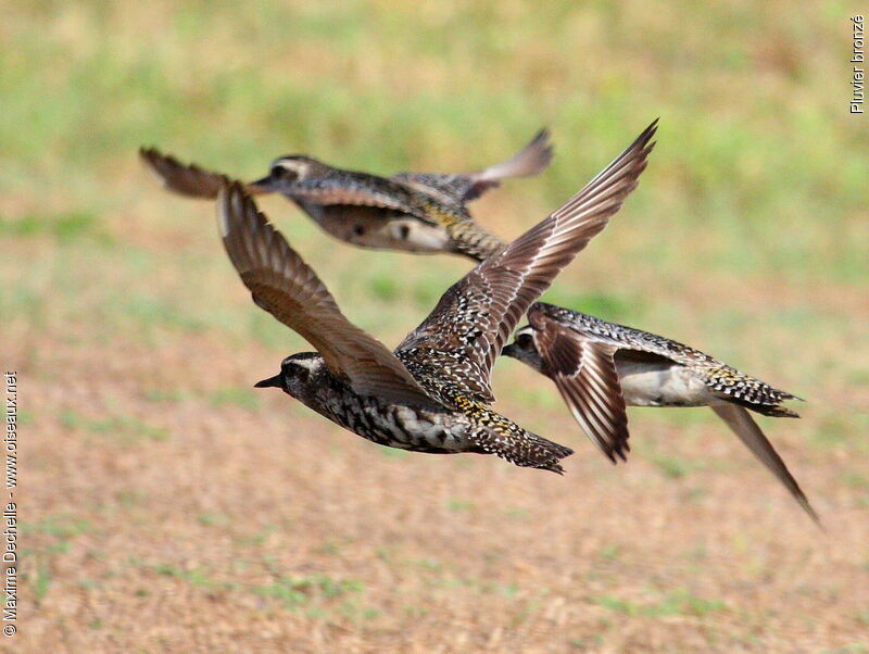 American Golden Plover