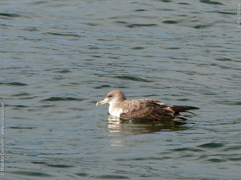 Cory's Shearwater