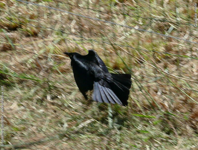 Carib Grackle