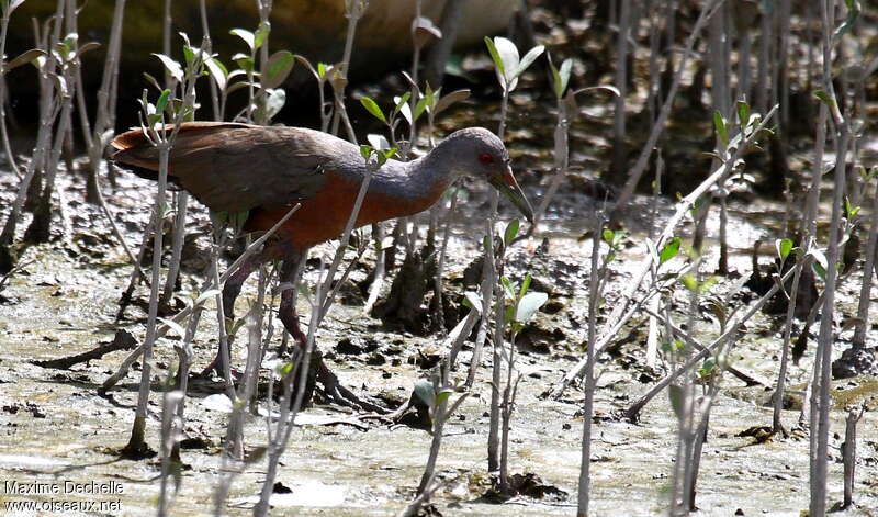 Râle des palétuviers, identification